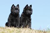 SCHIPPERKE 341